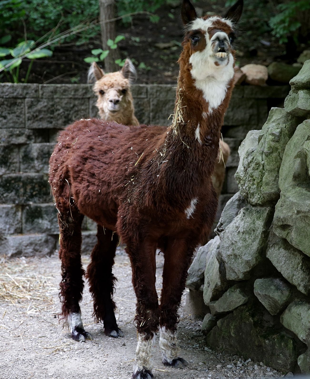 St. Louis Children's Zoo to close this fall